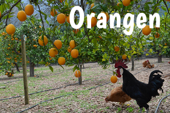 orangen aus Mallorca